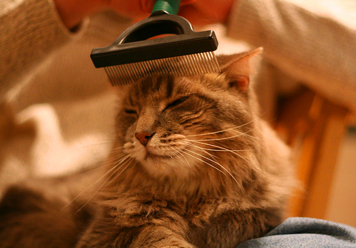 想撸猫但是猫害怕怎么办,想撸猫又怕脏怎么办