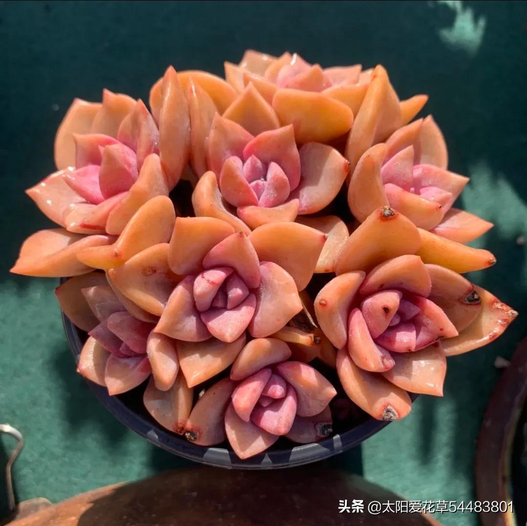 多肉彩虹糖怎么养,多肉彩虹糖打理方法