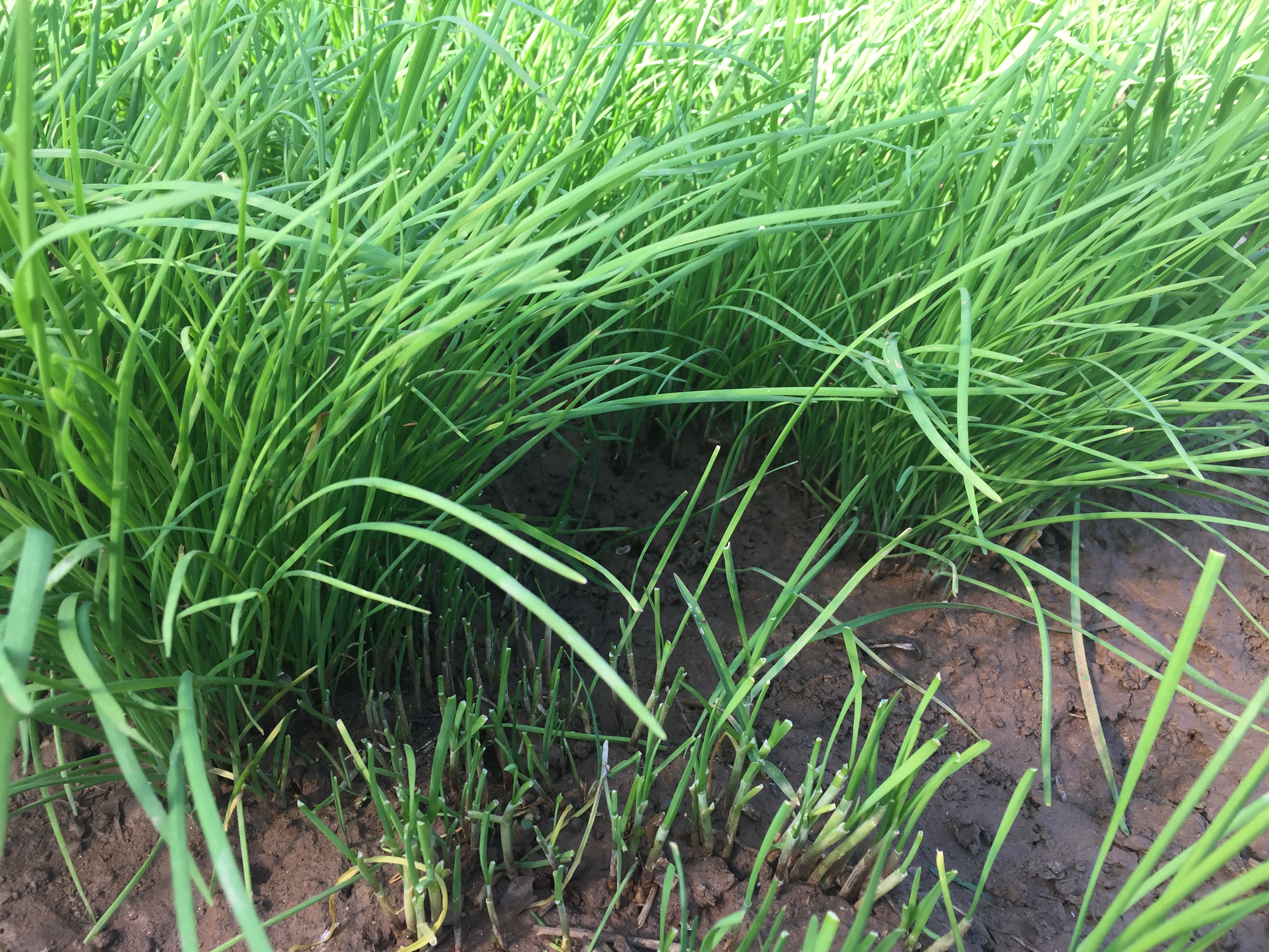 韭菜种子没有泡水就播种几天出苗,韭菜怎么种出苗最快