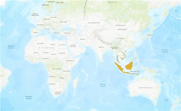金丝燕栖息在海南,金丝燕濒临灭绝
