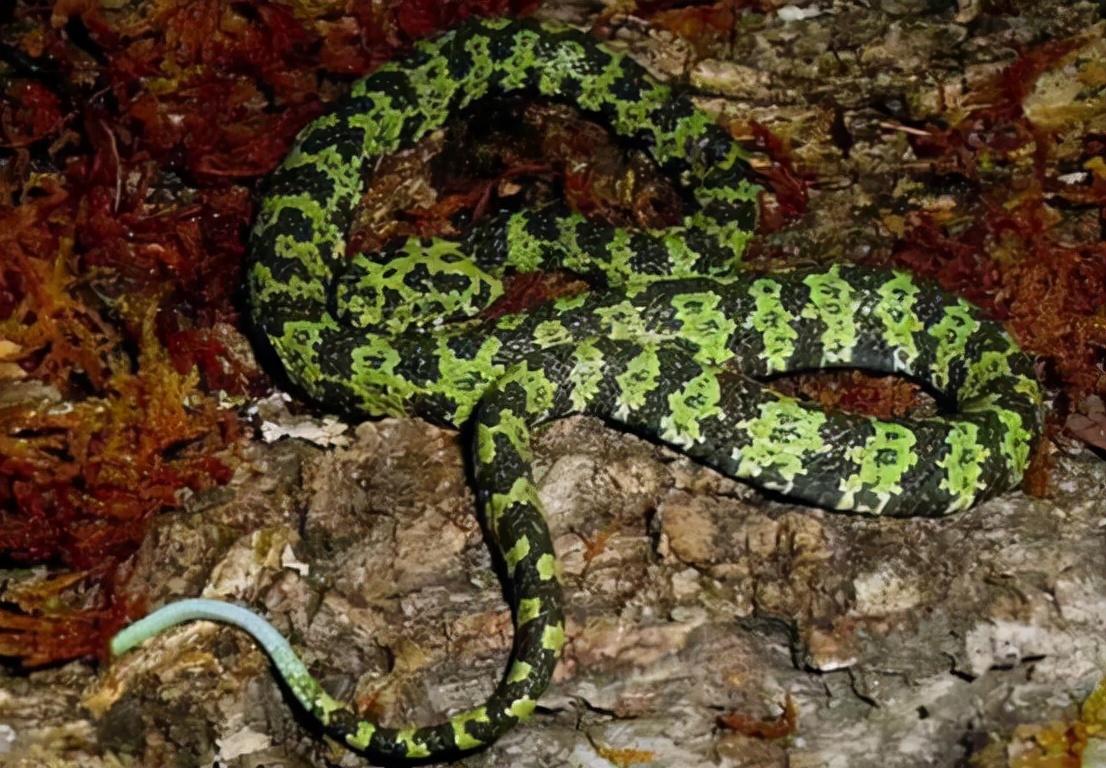 蛇中大熊猫价值,中国蛇中大熊猫