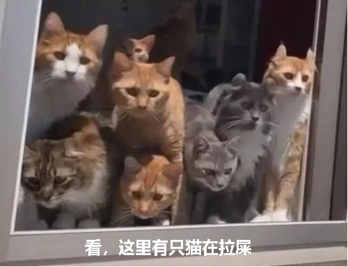猫咪尿液除臭小苏打的使用方法,猫咪往床上尿尿了买什么除臭
