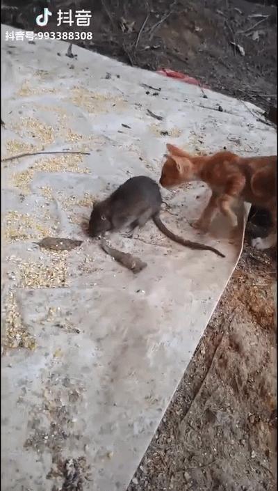 家里突然冒出这东西，西安一女子凌晨起夜被抓伤！医生：一旦发病死亡率很高