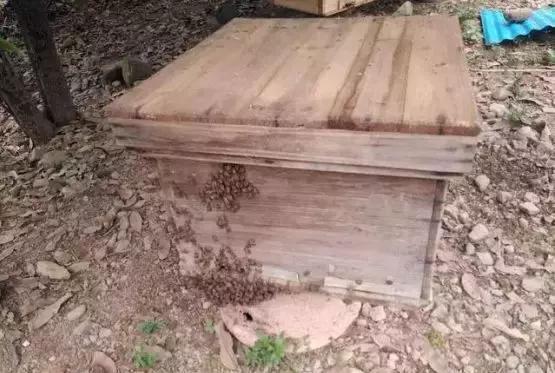 新蜜蜂在巢门结团是什么原因,蜜蜂在巢门结团多久出现分蜂