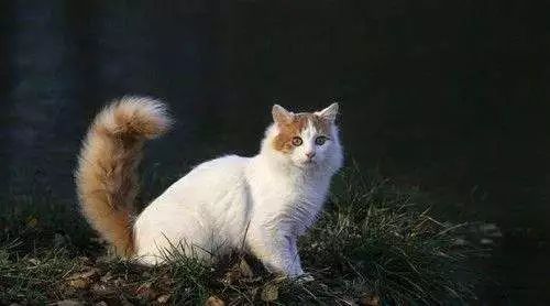 新手铲屎官第一次给猫洗澡,给猫咪洗澡的时候猫咪为什么怕水