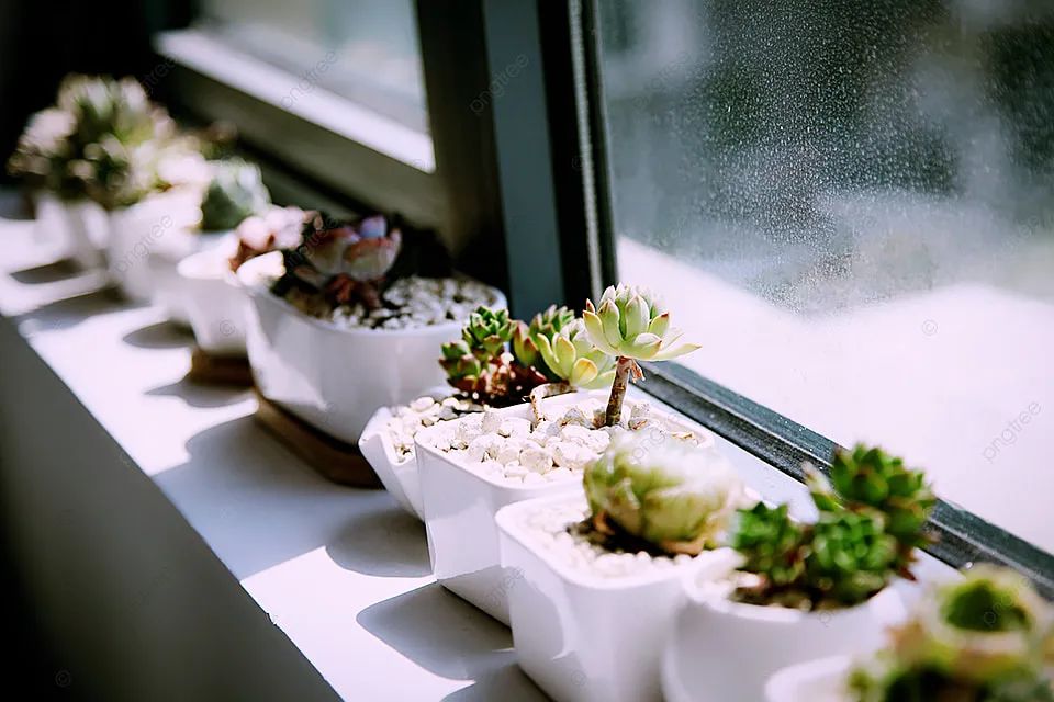 养多肉植物掌握几个要点,新手多肉植物如何养殖才能养得好