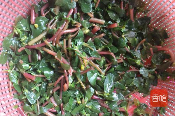 马齿苋蒸菜馍怎样不发酸呢,马齿苋的各种吃法和做法