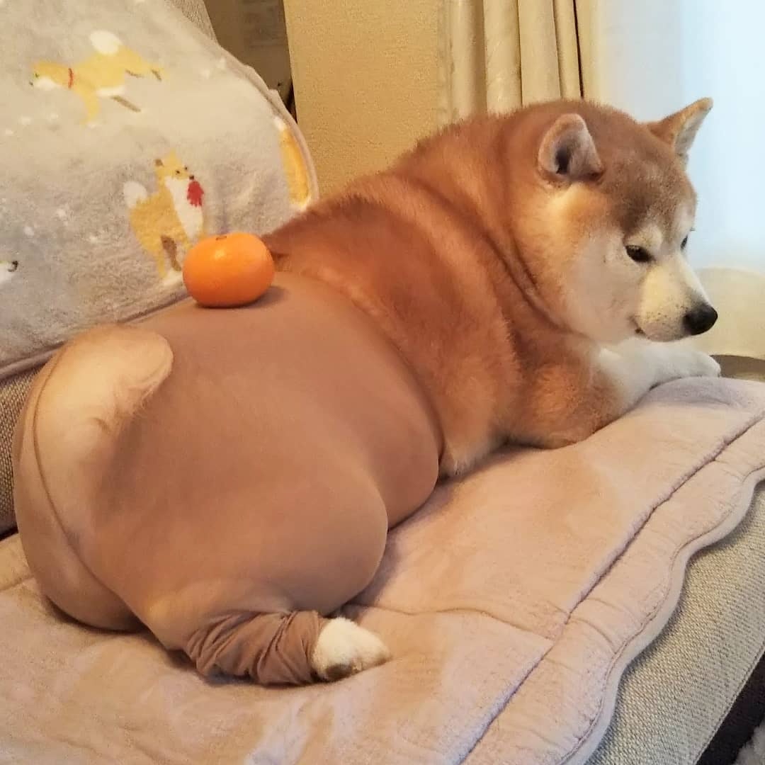 金毛和哈士奇哪个更适合家庭犬,金毛和哈士奇哪个是大型犬