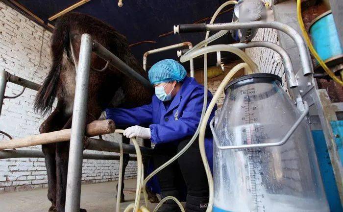 养驴发家致富能人,矿山老板致富项目