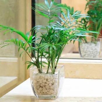 盆栽袖珍椰子养殖视频播放,袖珍椰树盆栽怎么养