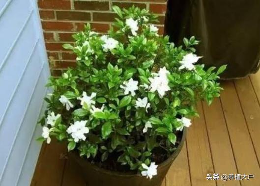 家里栀子花黄叶了怎么办,家里栀子花长蚜虫了怎么处理