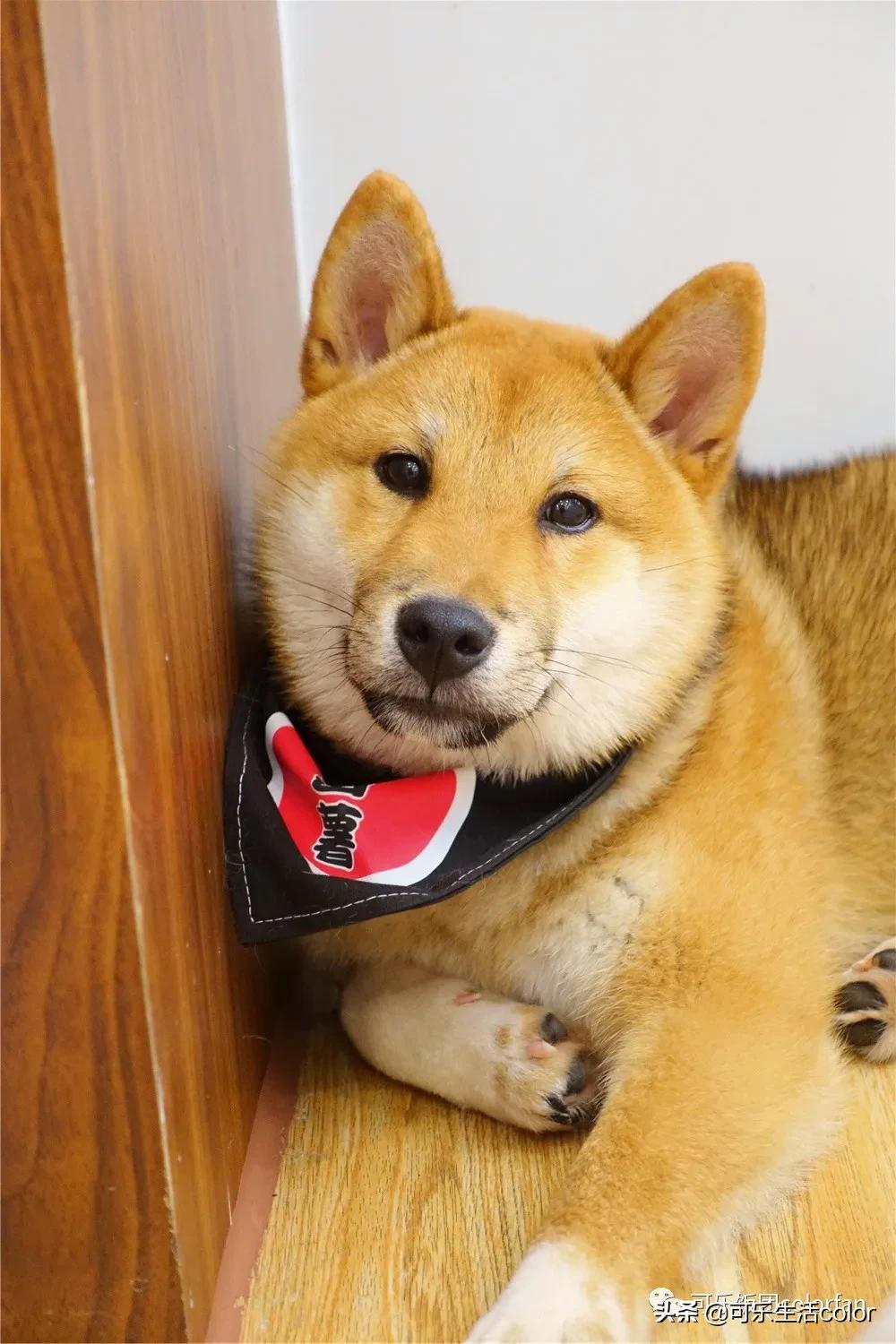 广州撸柴胜地！仲有怀旧零食、游戏室激萌柴犬周边