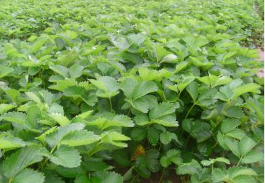 草莓叶茎发黑叶子干枯是什么病,草莓叶子变枯萎是得了什么病