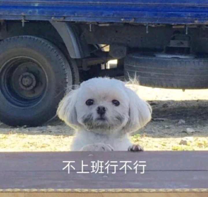 表情包不上班行不行,最后一天上班表情包