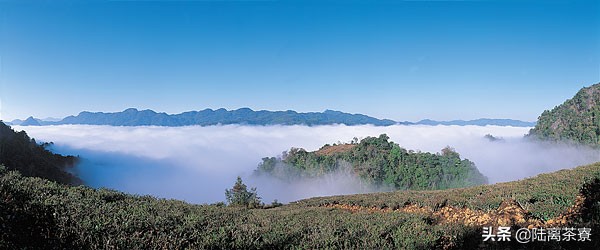 一代名山,南糯山普洱茶是哪个村寨的茶