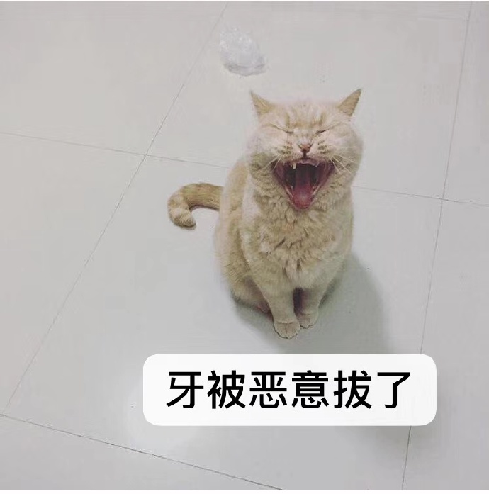 发布领养狗的朋友圈,发布宠物领养文字