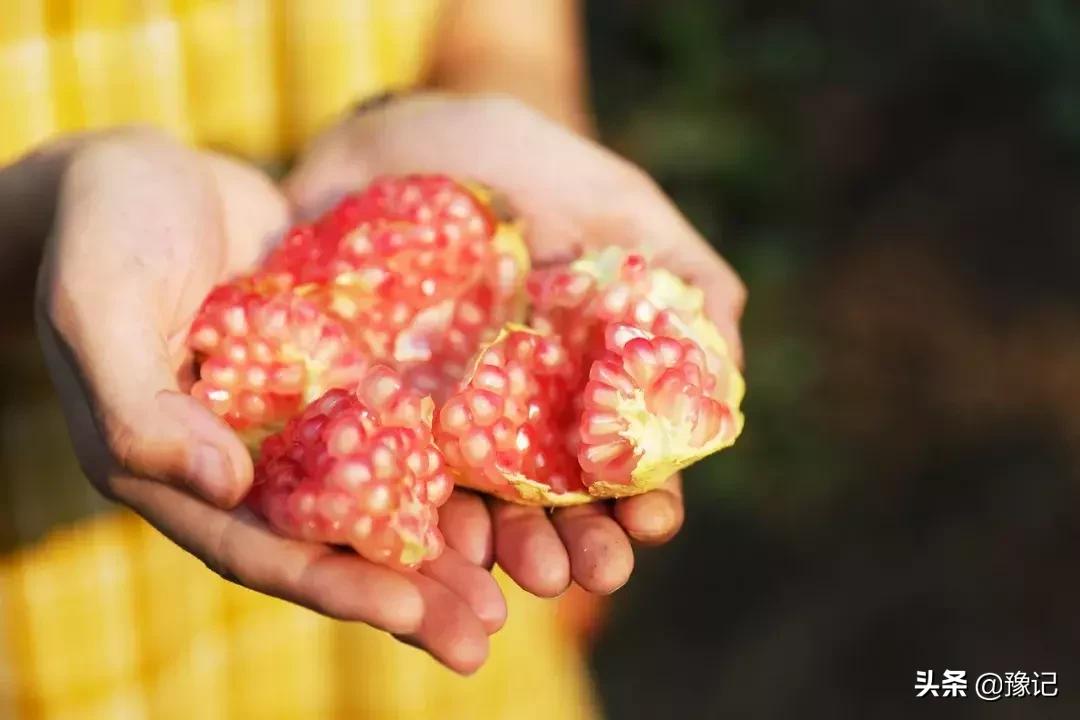 荥阳市软籽石榴基地在哪里,荥阳的软籽石榴基地在什么地方
