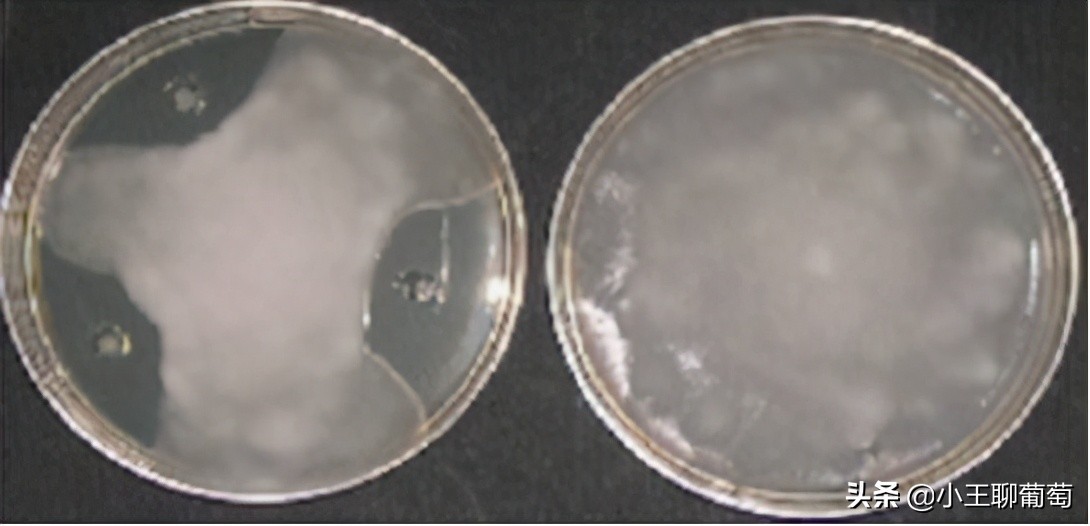 有病治病没病可以养根护根,有病治病没病杀菌