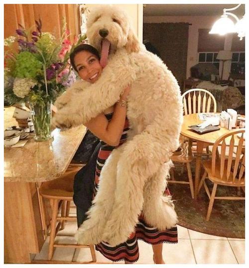 巨型贵宾犬好养嘛,巨型贵宾犬好吗值得养吗