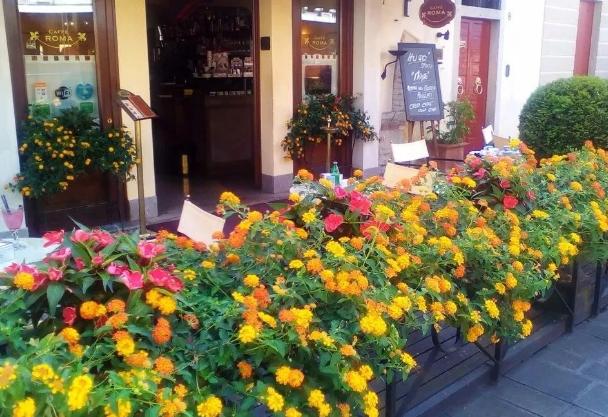 五色梅有没有毒,五色梅有毒还敢养吗