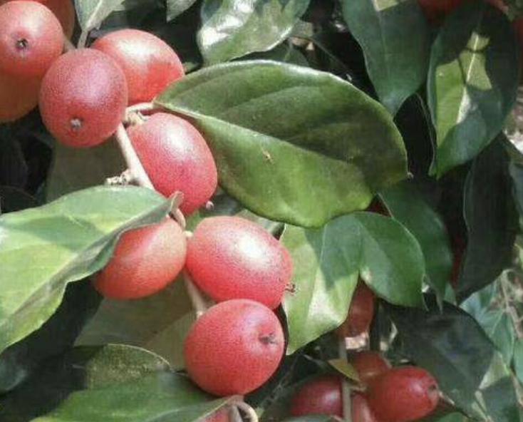 儿时山上摘像草莓的野果,山上有一种野果像羊奶果