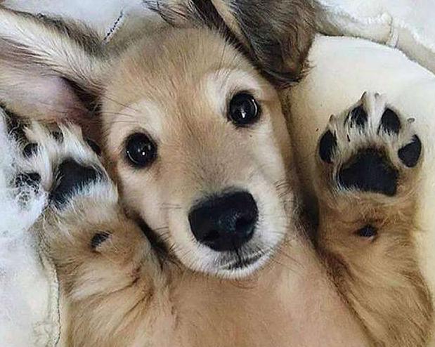 狗狗洗澡水温多少合适,天冷了给狗狗洗澡