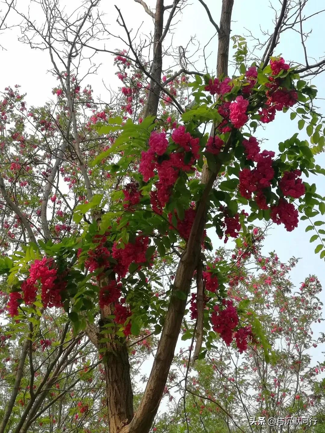 北京的天元公园是哪,北京天元公园视频