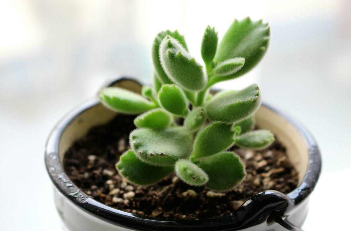 熊童子养好了会怎样,熊童子怎么养好活