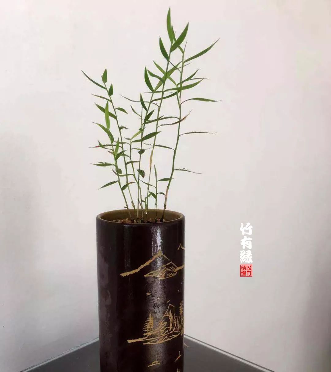 竹子浇水诀窍,竹子浇水的正确方法