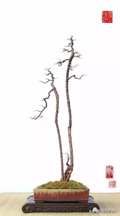 素仁格与文人树，你怎么看？