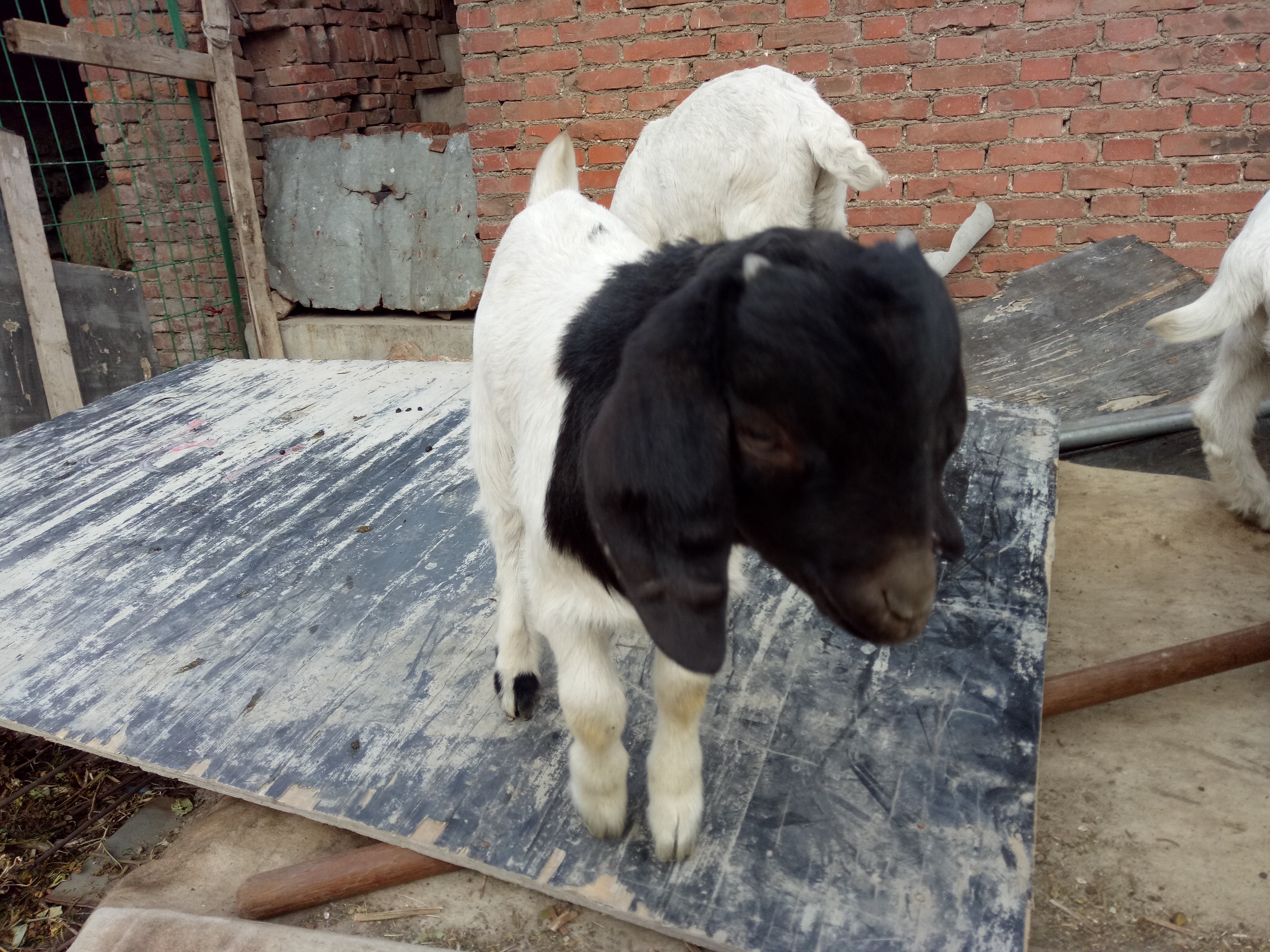 羊瘫痪生不出小羊怎么办,圈养羊最容易得啥病