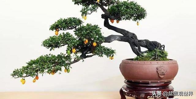 金弹子来芽后怎么管理,金弹子芽接的正确方法