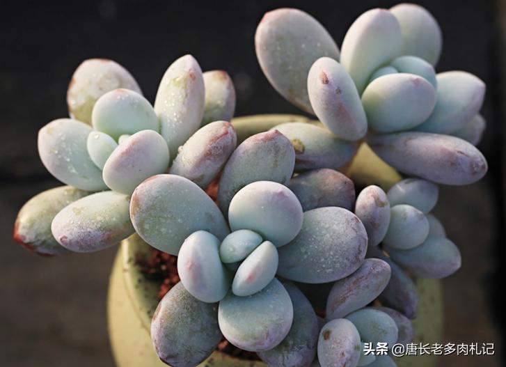 雪胖子多肉,多肉雪美人和橙雪球