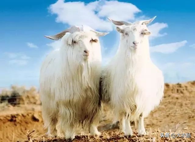 别傻乎乎分不清“羊绒大衣”和“双面呢大衣”，为什么差别10倍？