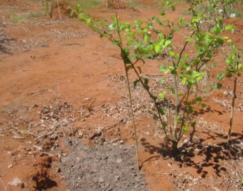 青枣管理,青枣上架技术