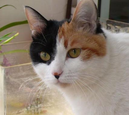 猫咪耳朵流水而且呕吐是什么原因,猫咪耳朵流水状分泌物