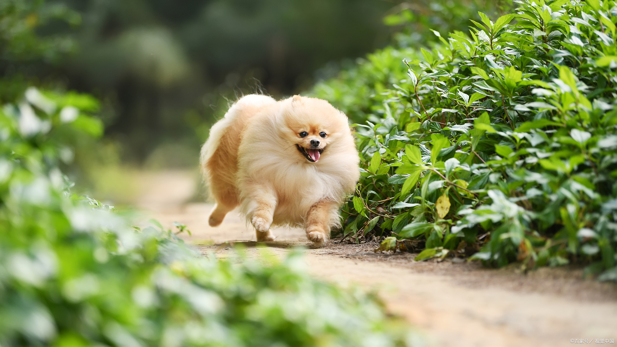 博美不爱吃狗粮，并不是一个原因造成的，可以用这些方法解决