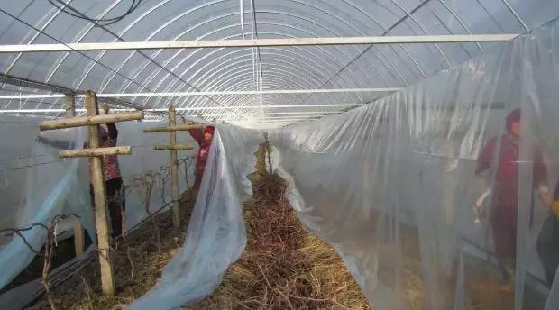 南方葡萄苗期管理,高产葡萄管理与种植技术