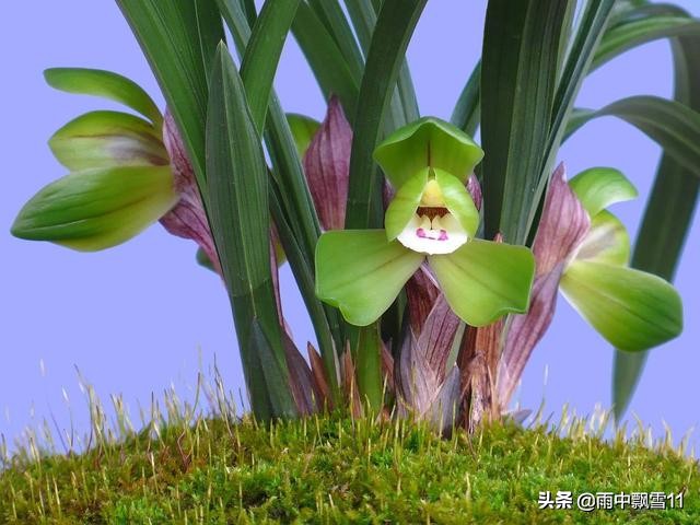 兰花怎么养才能长得旺盛,兰花怎么养才能旺盛容易开花