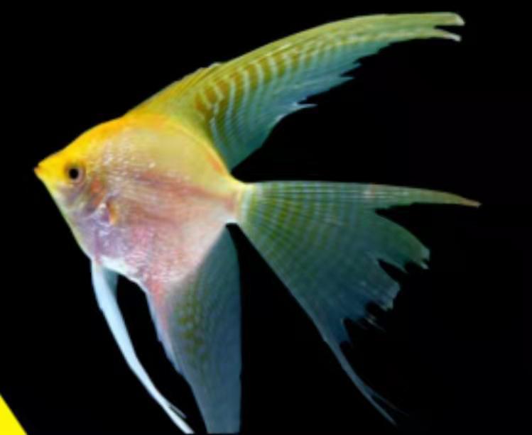 怎样看观赏鱼的状态,怎么判断观赏鱼的健康状况