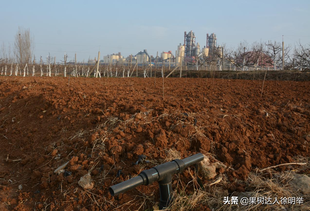 俗话说樱桃好吃树难栽啥意思,樱桃好吃树难栽教学