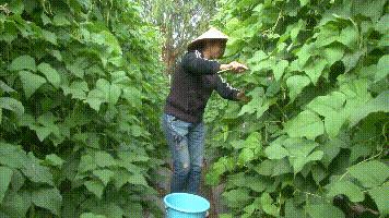 露天种菜一亩地有多少利润,一亩大棚种菜一年能赚多少