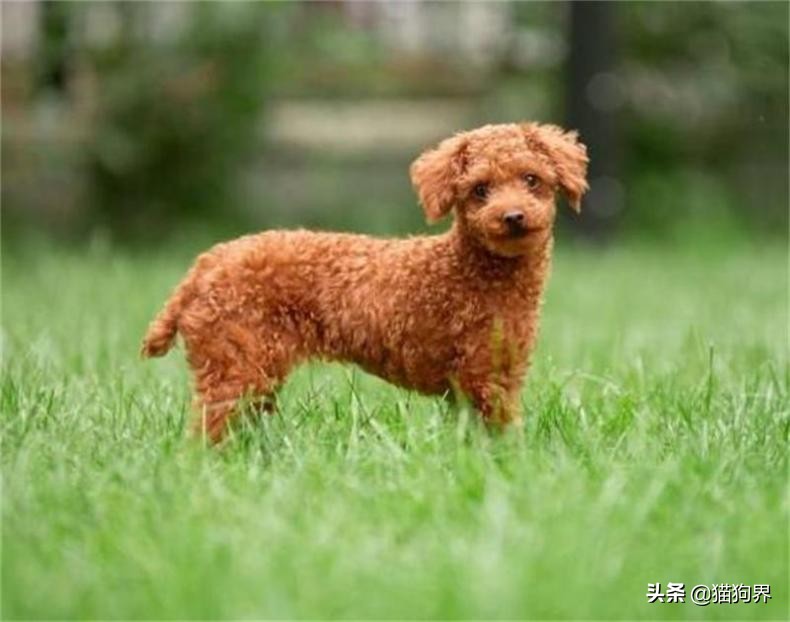 泰迪为什么那么惹人讨厌,为什么讨厌泰迪