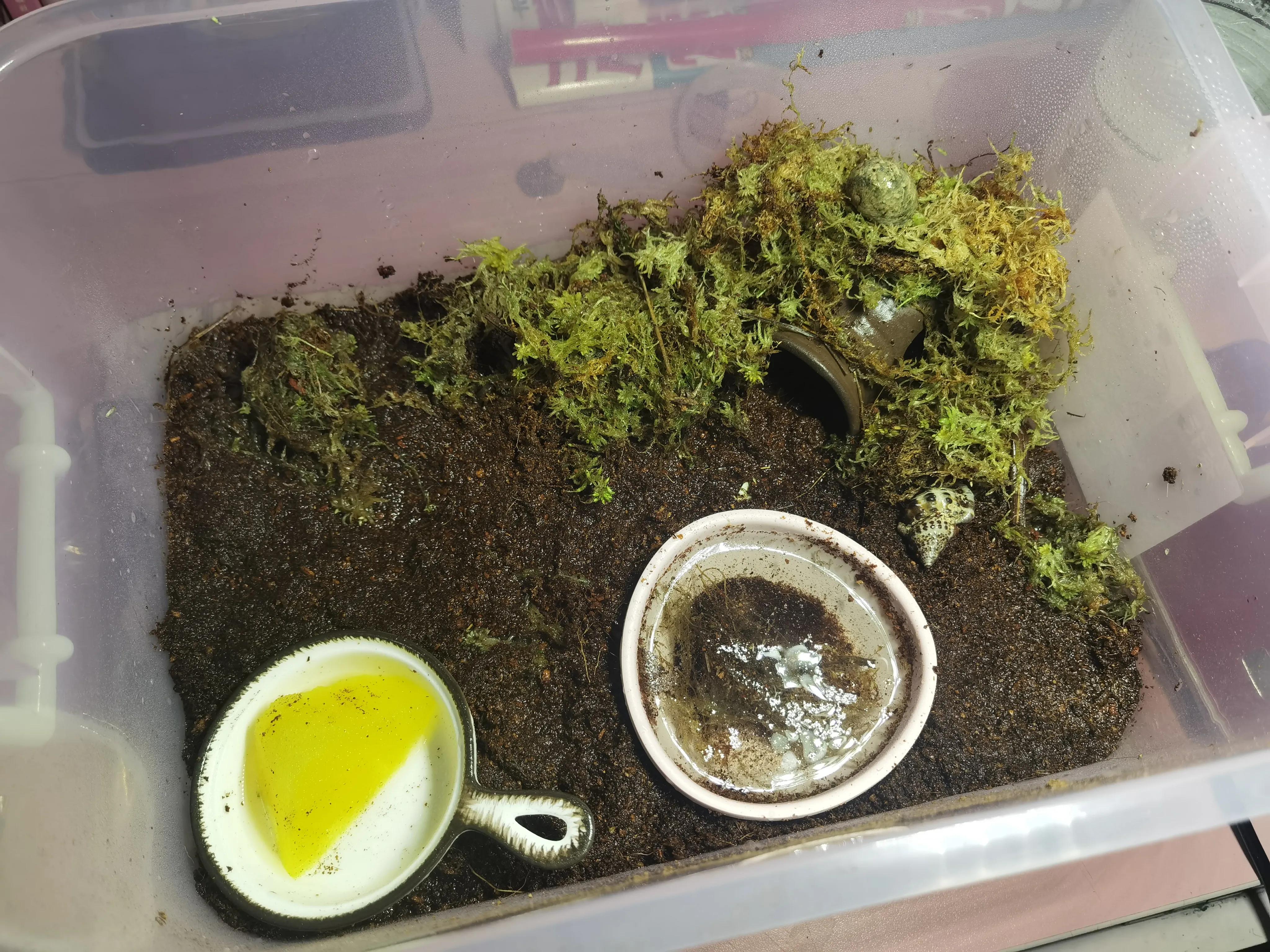 陆生寄居蟹饲养要注意什么,陆生寄居蟹怎么养