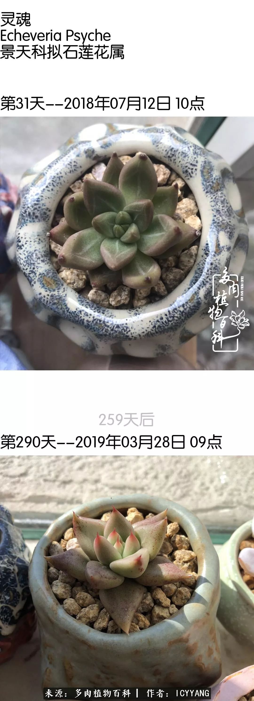 室内阳台多肉的养护方法,景天多肉养护