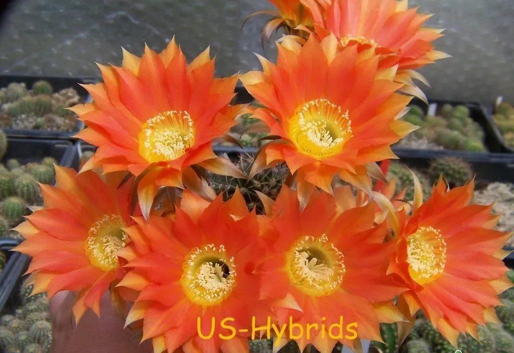 100种仙人球开花图鉴，平时丑丑的它们，开起花来，惊艳