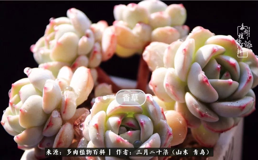 有多肉，有狗狗，给生活多一点惊喜