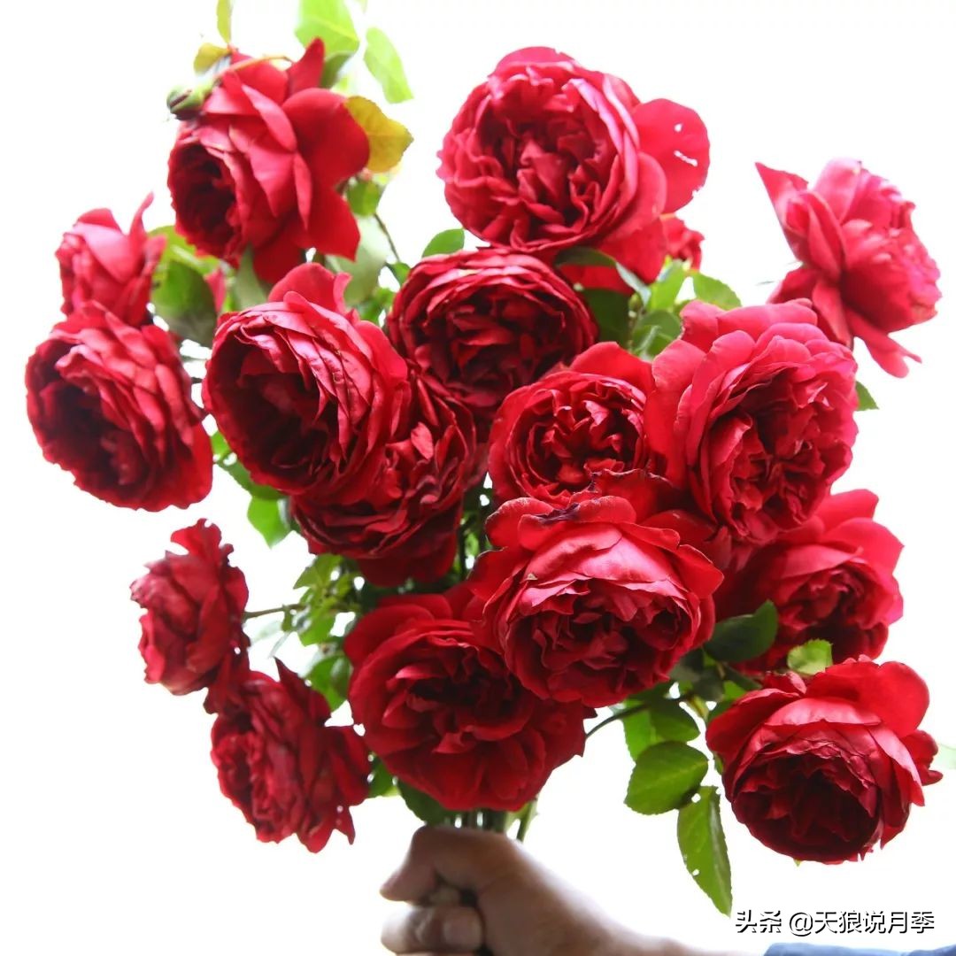 4月最浪漫的一次花开，是171个低价月季小苗带来的巅峰时刻！