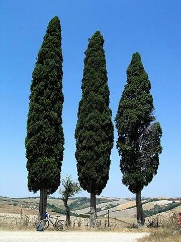 专业祛红血丝修复敏感肌,修复红血丝脸部精油