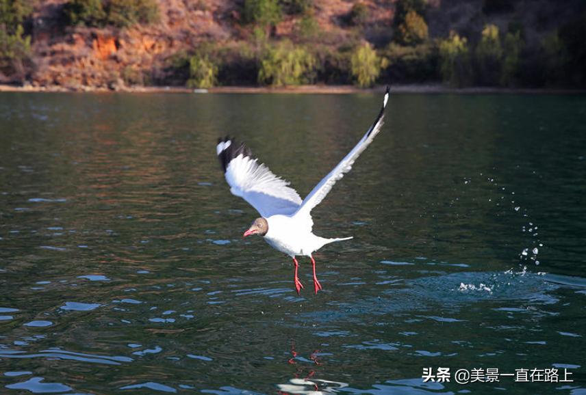 西伯利亚海鸥回到泸沽湖,西伯利亚海鸥泸沽湖